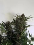 Instagram Banana Purple Punch Auto