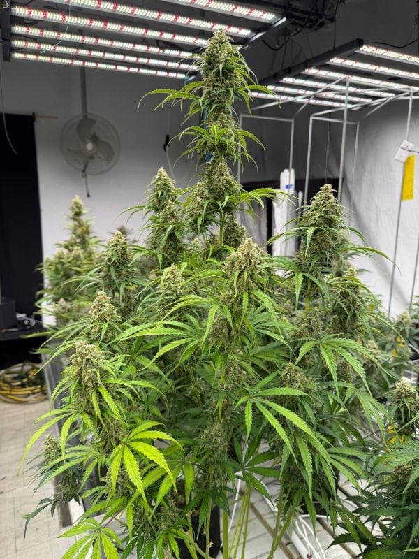 Instagram Jack Herer Auto