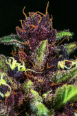 Instagram Cherry Cola Auto