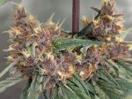 Instagram Guava Auto RF3™