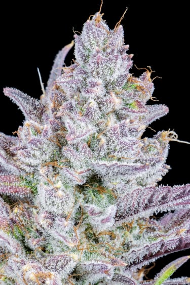 Instagram Wedding Glue Auto