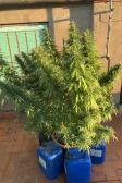 Instagram GG4 Sherbet FF