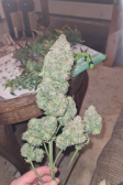 Instagram Papaya Cookies Auto™