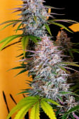 Instagram Gorilla Punch Auto