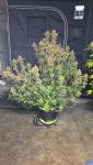 Instagram Banana Purple Punch Auto RF3™