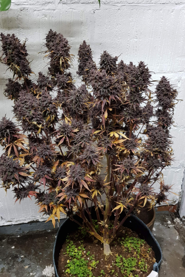 Instagram Fastberry Auto