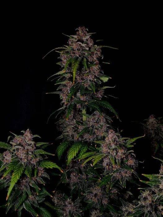 Instagram Banana Purple Punch Auto RF3