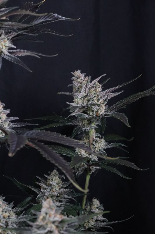 Instagram Mendo Guava Auto