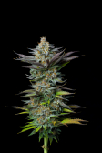 Instagram Tropicana Cookies FF