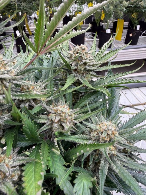 Instagram White Widow Auto