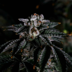 Instagram Papaya Sherbet™