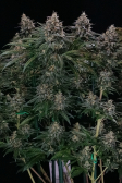 Instagram Tropicana Cookies FF