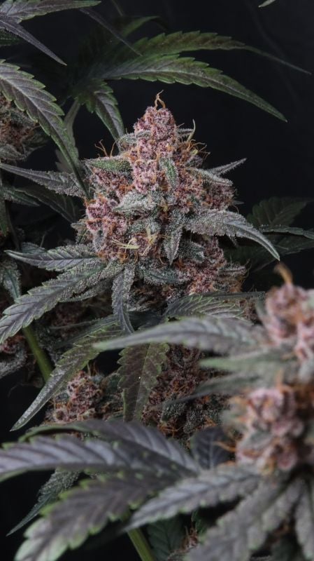 Instagram Mango Cherry Runtz Auto