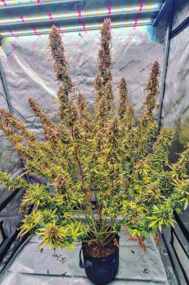 Instagram Strawberry Banana Auto