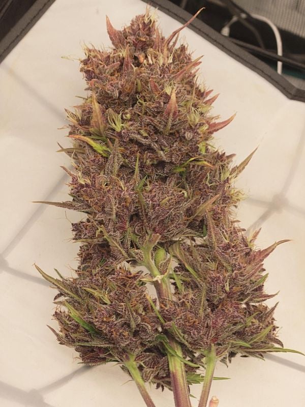 Instagram Banana Purple Punch Auto