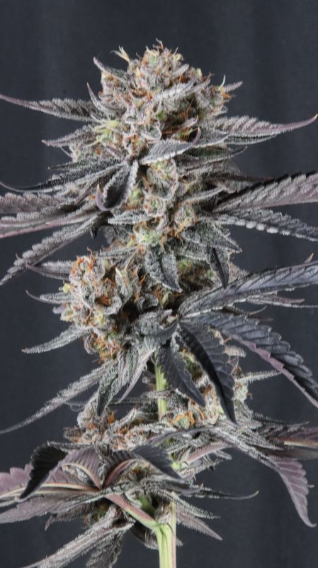 Instagram Mendo Cherry Cookies Auto