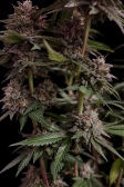 Instagram Purple Lemonade FF