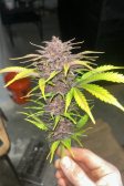 Instagram Purple Punch Auto