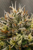 Instagram Gorilla Melon™