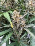 Instagram Big Bud Auto