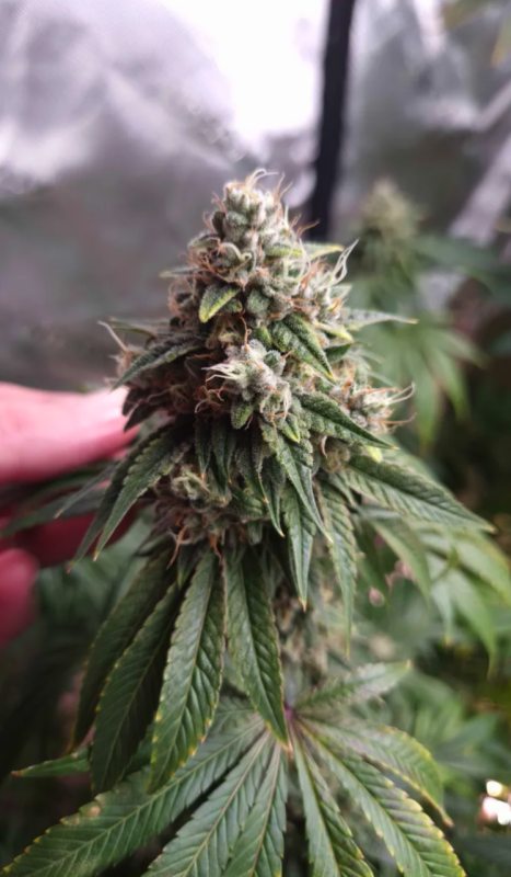 Instagram GG4