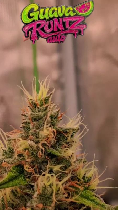 Guava Runtz Auto @blakx89 IG 