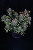 Instagram Tropicana Cookies FF
