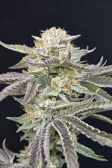 Instagram Gorilla Melon™