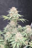 Instagram Purple Haze Auto™