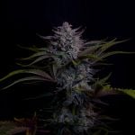 Instagram Mendo Guava Auto™