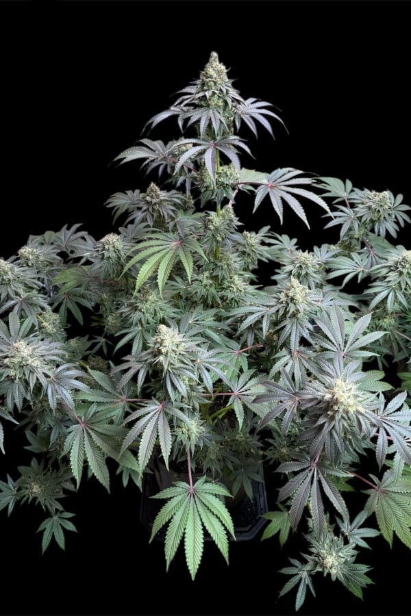 Instagram Lemon Cherry Runtz