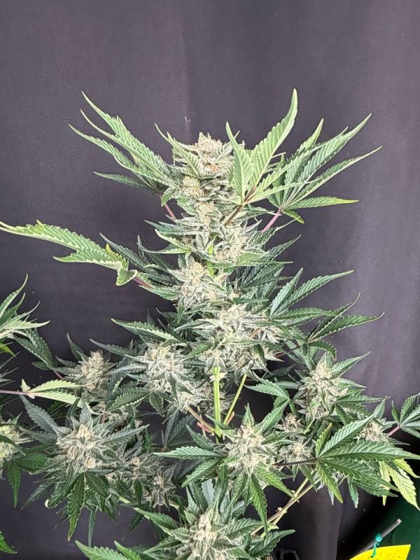 Instagram Sour Diesel Auto