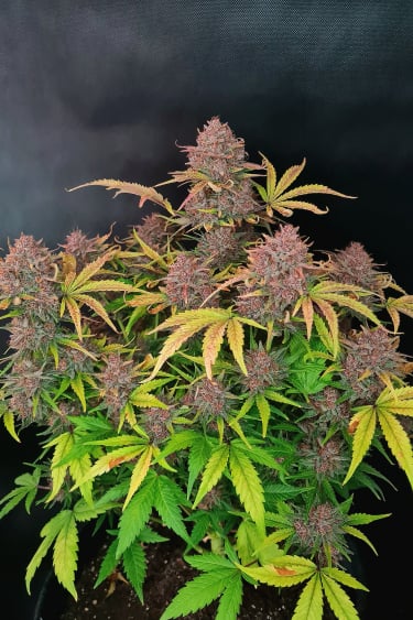 Instagram Tropicana Cookies Auto