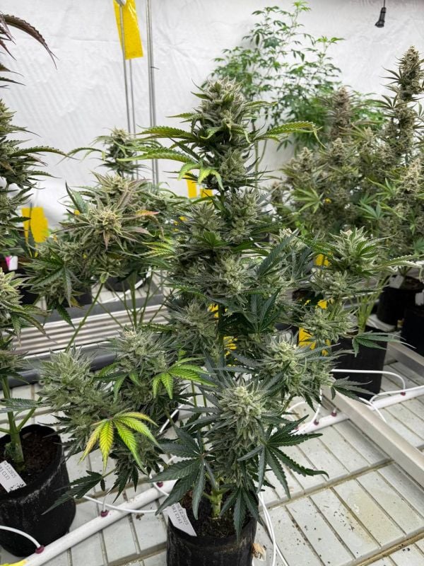 Instagram AK Auto