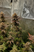 Instagram Gorilla Cookies FF