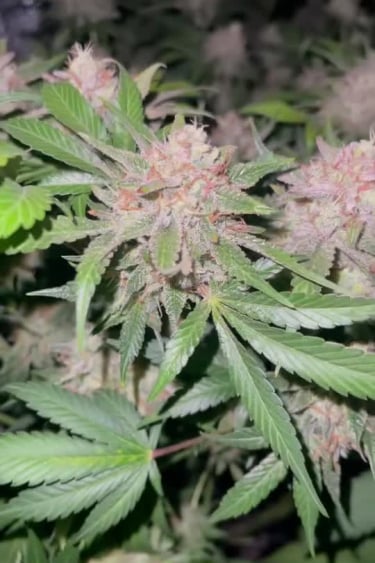 Papaya Cookies Auto™