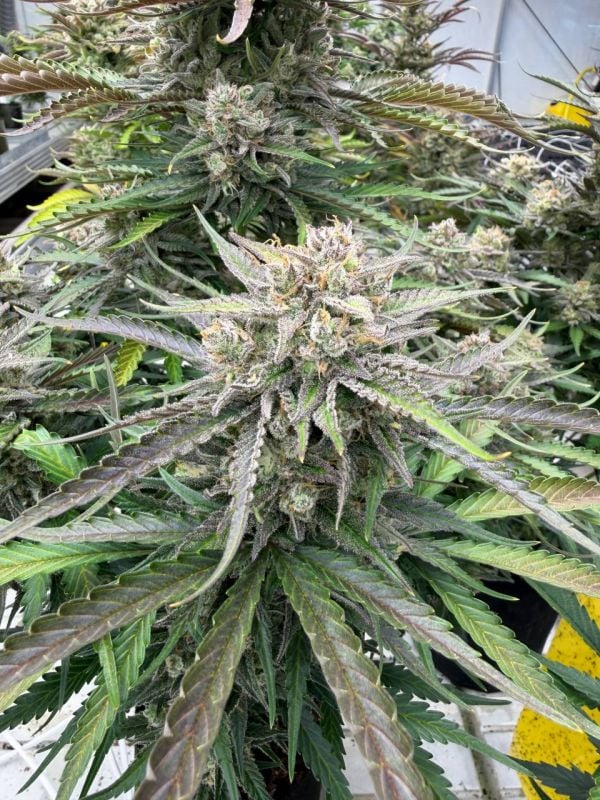 Instagram Blueberry Auto