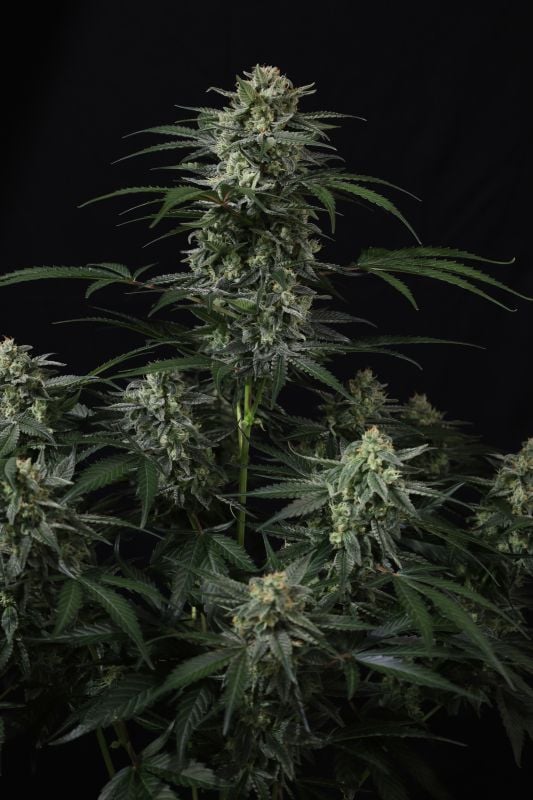 Instagram Banana Frost Auto