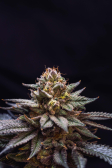 Instagram Gorilla Melon™