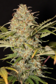 Instagram Gorilla Z Auto