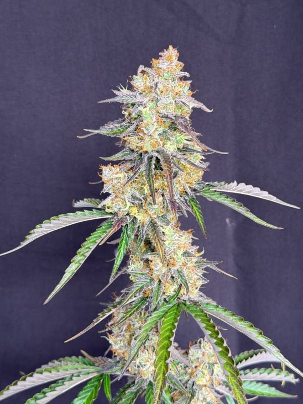 Instagram Skunk Auto