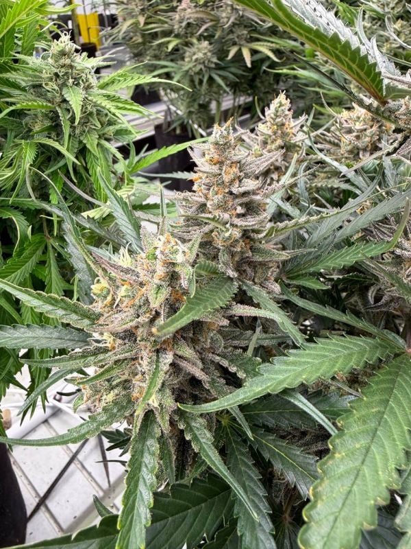 Instagram Big Bud Auto