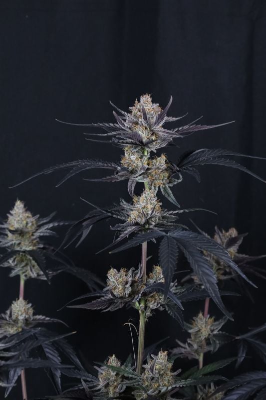 Instagram Guava Runtz Auto