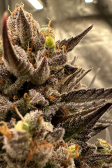 Instagram Pound Cake Auto™