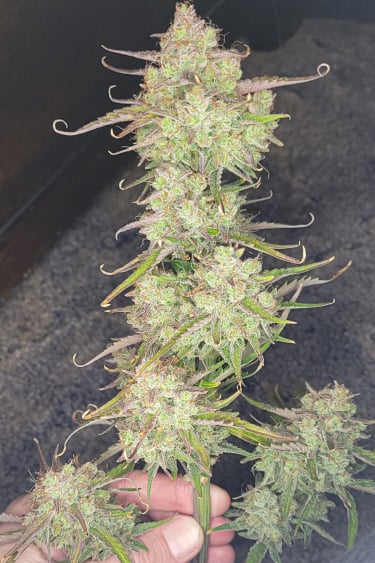 Instagram Apricot Auto