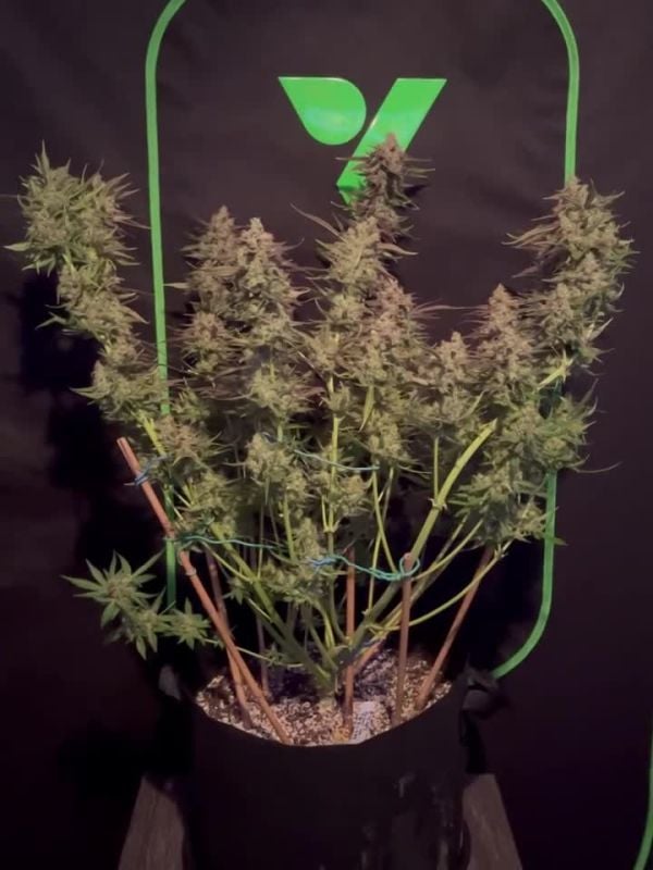 Mendo Frost Auto @dakineva1 IG 9