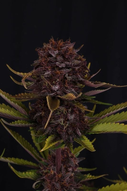 Instagram Purple Lemonade Auto RF3