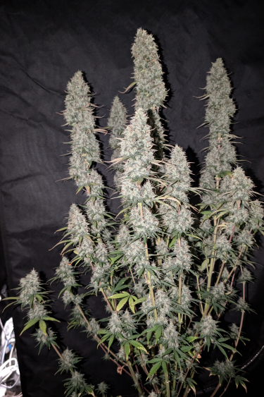 Instagram Papaya Cookies Auto