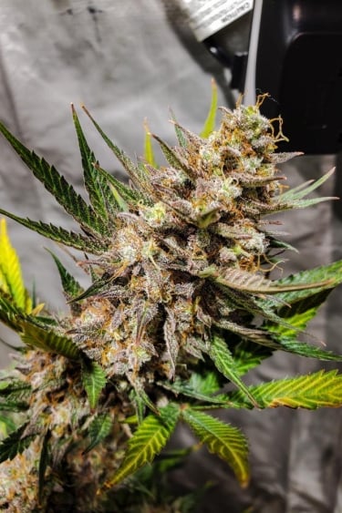 Instagram Cheese Auto