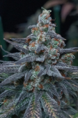Instagram Tropicana Cookies FF